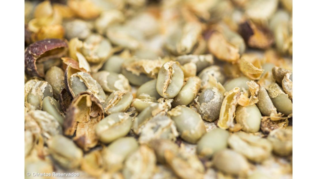 Há quem vá a São Jorge só para beber o Café da Fajã dos Vimes – Imagem 7