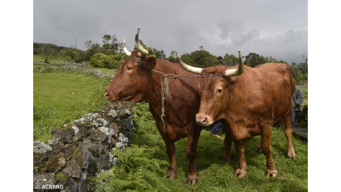 Acordo UE-Mercosul traz riscos para a produção de carne açoriana