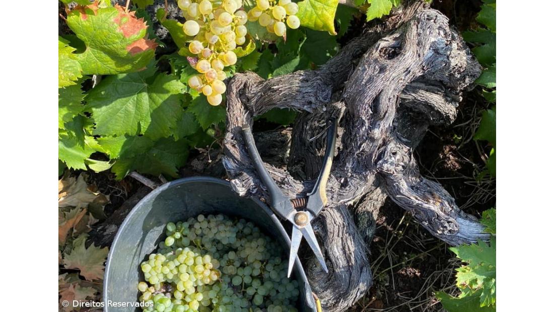 Danos causados pelas aves causam preocupação à CVRA