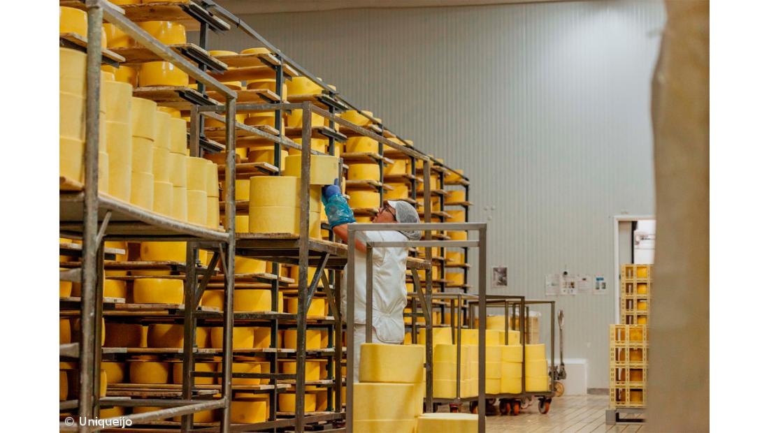 Cooperativas preocupadas com impacto das tarifas dos EUA para queijo de São Jorge 