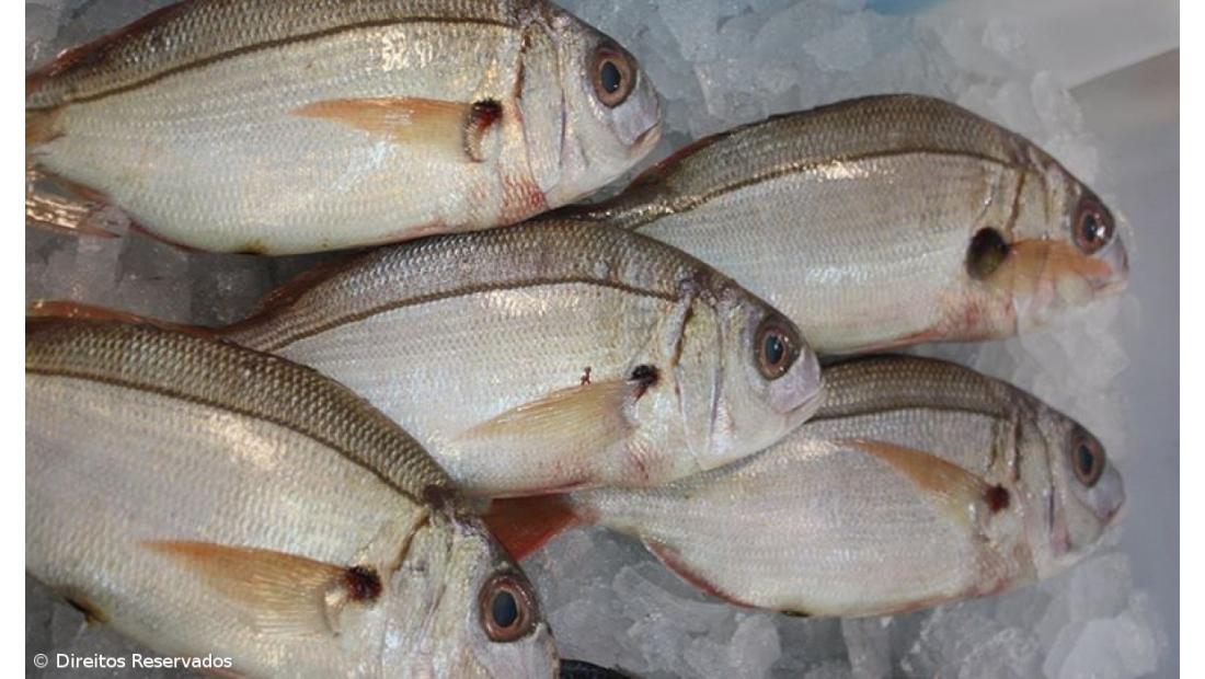 Estudo alerta para sobrepesca de goraz, pargo e boca-negra na Região