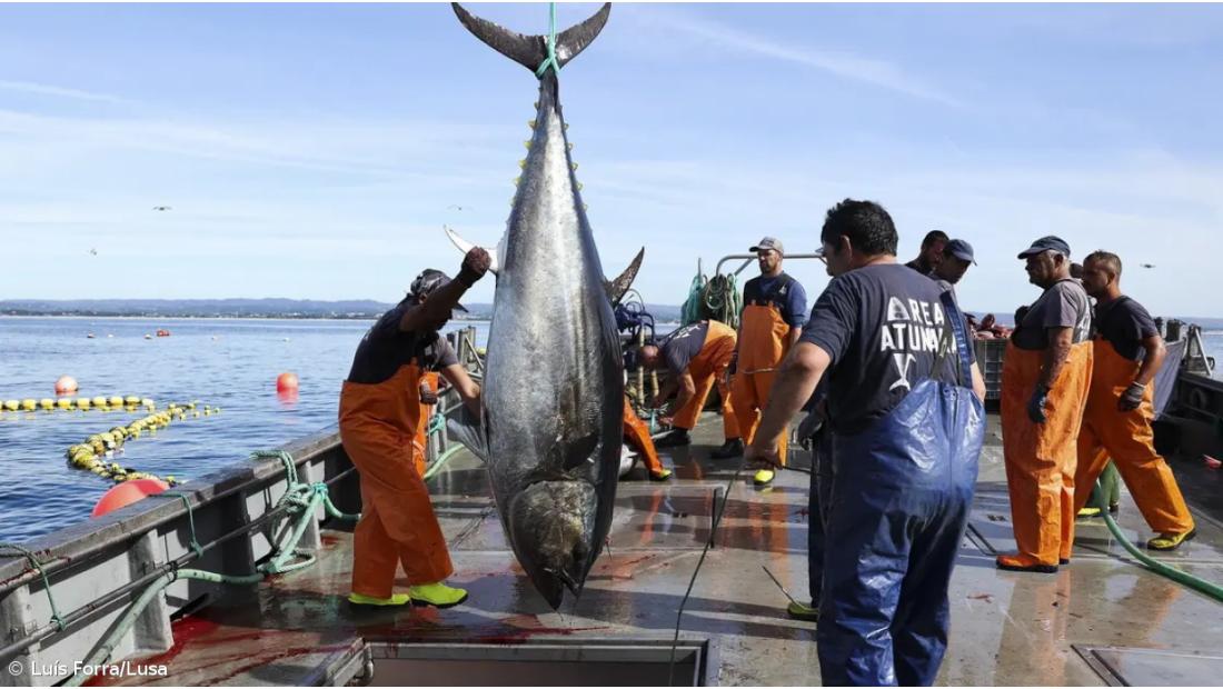 Associação Ecológica Amigos dos Açores contra pesca de atum em reservas marinhas