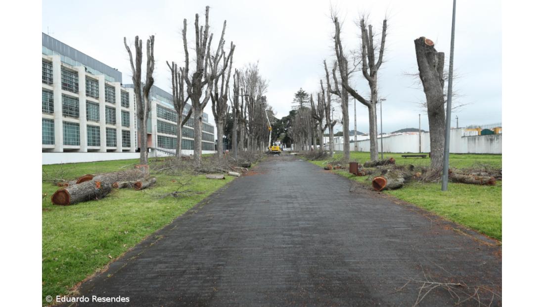 Apenas oito das 44 árvores do Relvão vão ser abatidas