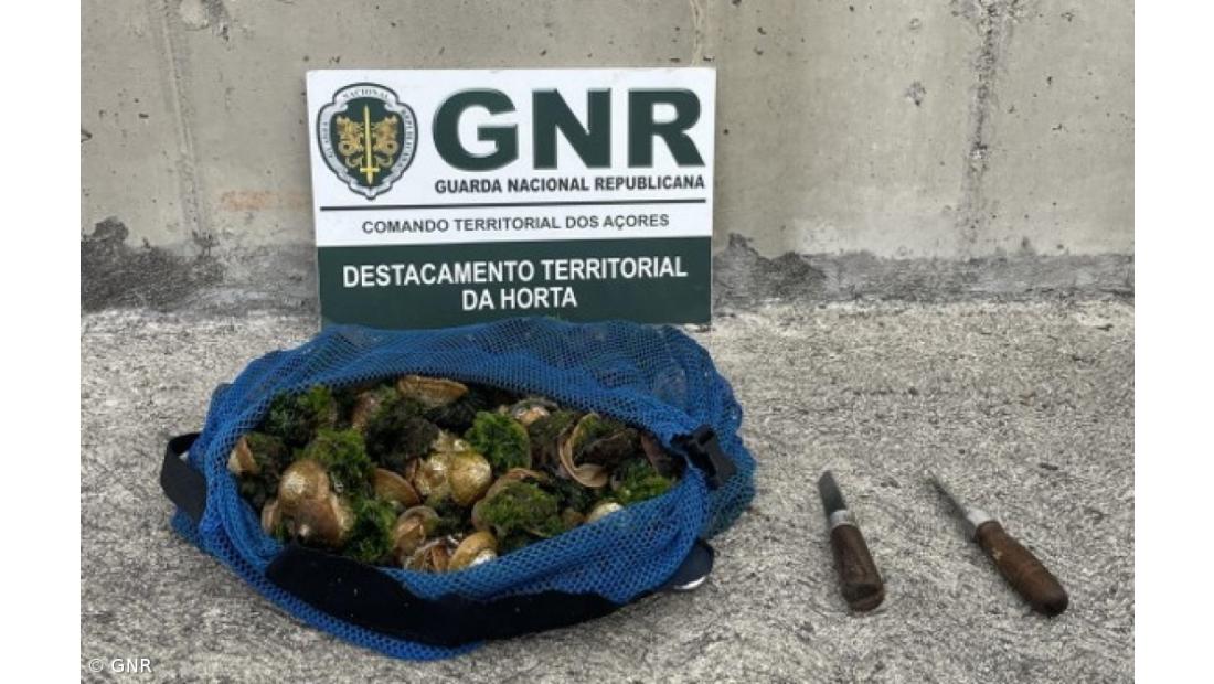 GNR apreendeu mais de oito quilogramas de lapas nas Flores