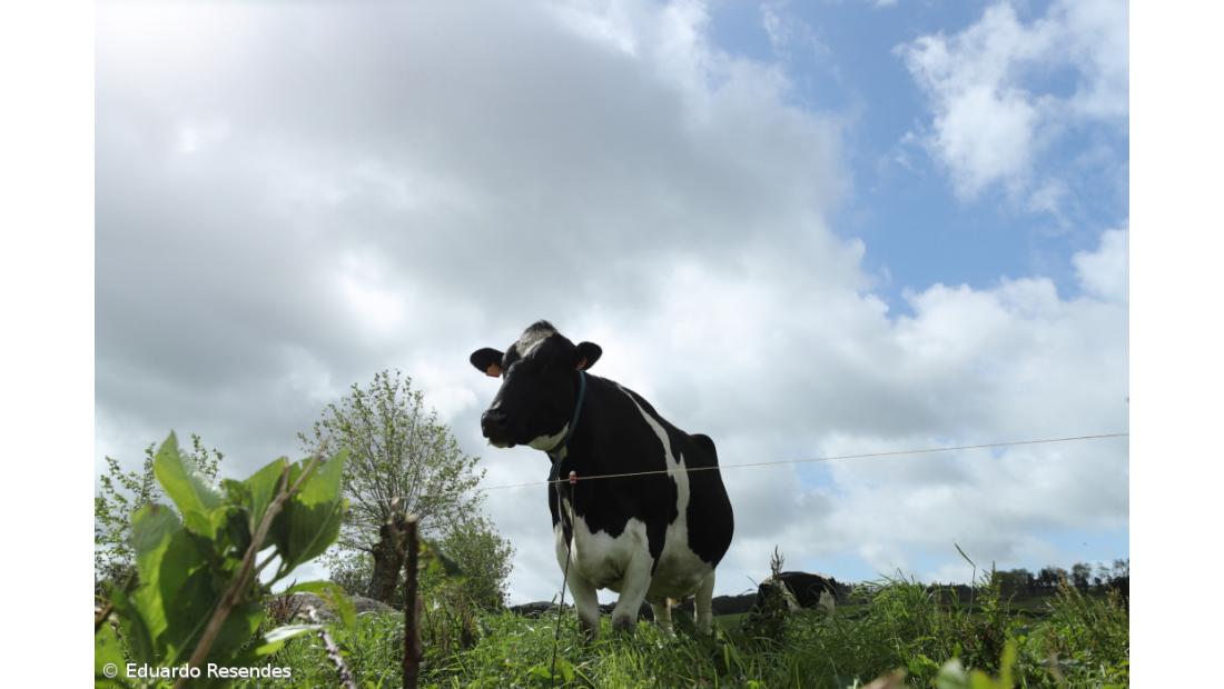 Agricultores da ilha Graciosa queixam-se da falta de transporte para o gado