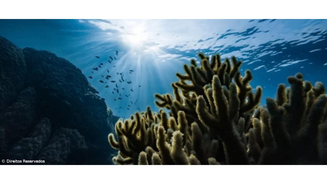 Projeto ‘Circular Ocean’ procura dar nova vida aos plásticos retirados do mar