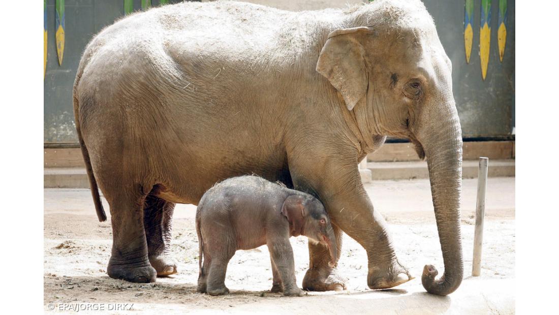 África pode perder 20% dos seus elefantes numa década devido à caça ilegal