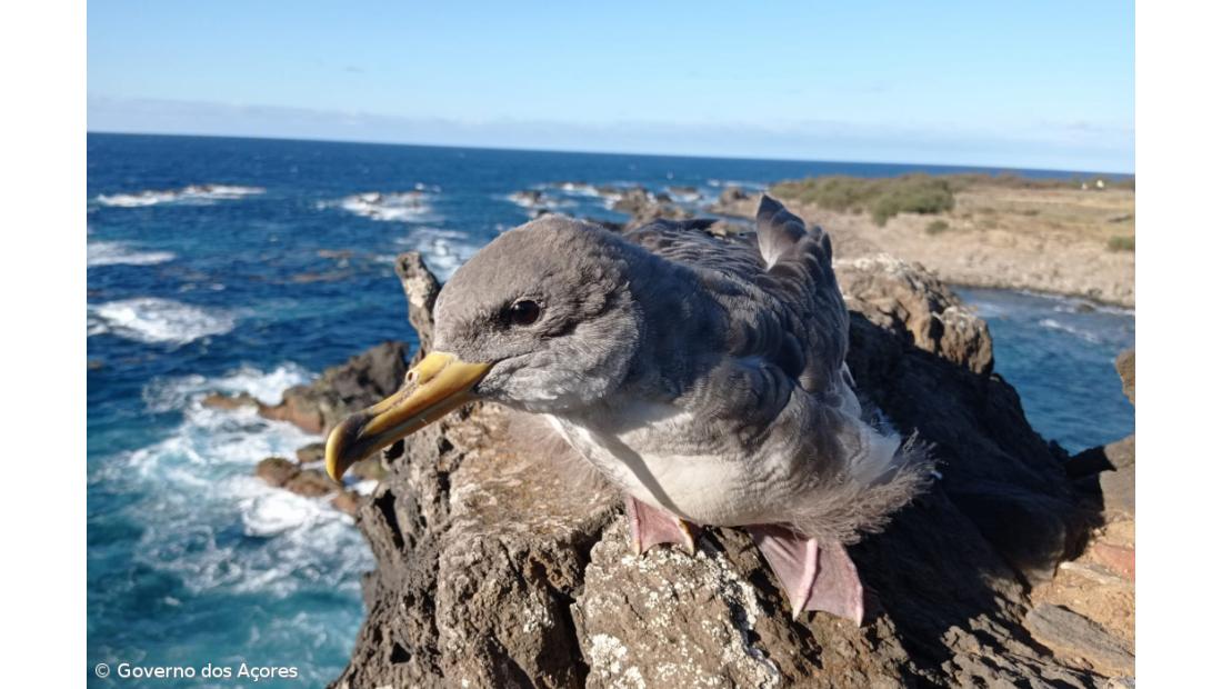 Cagarros dos Açores vão permitir monitorizar nível de microplásticos no oceano