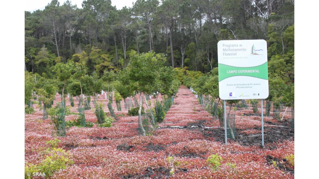 Governo estuda floresta do século XXII com endémicas – Imagem 1