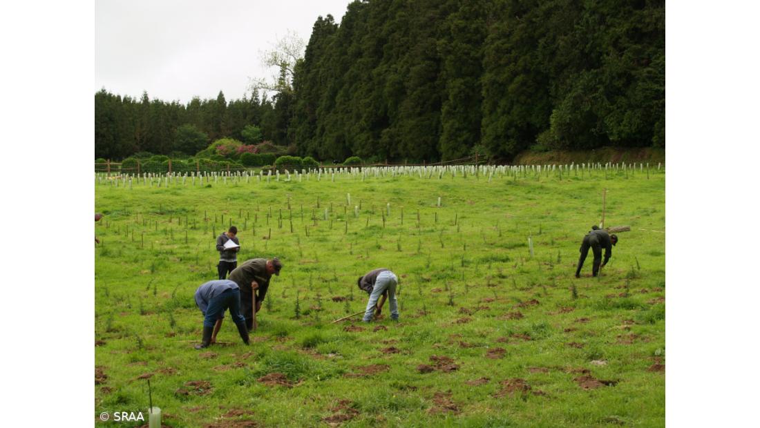 Governo estuda floresta do século XXII com endémicas – Imagem 2