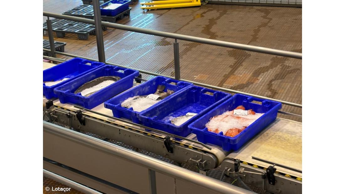 Comerciantes de pescado repudiam nova taxa da SATA Air Açores