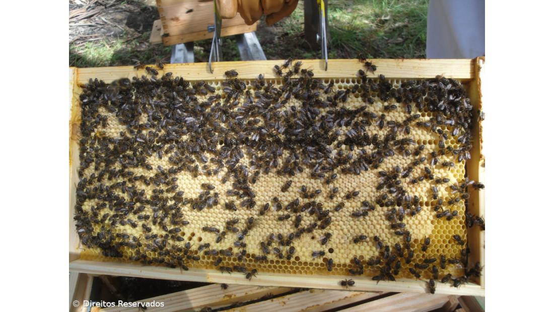 Casermel já tem terreno para Central Meleira