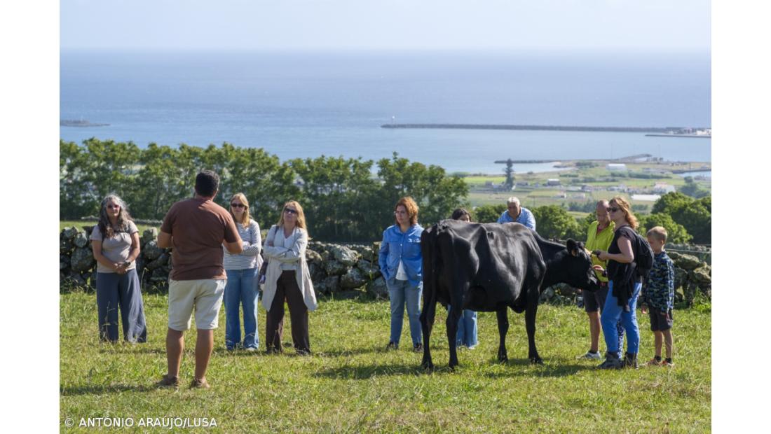 Rota do Leite e do Queijo na ilha Terceira tem ainda margem para crescer  – Imagem 2