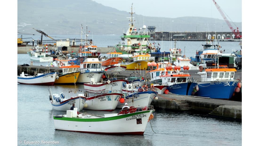 Associação alerta para crise “insustentável” na pesca do chicharro em São Miguel