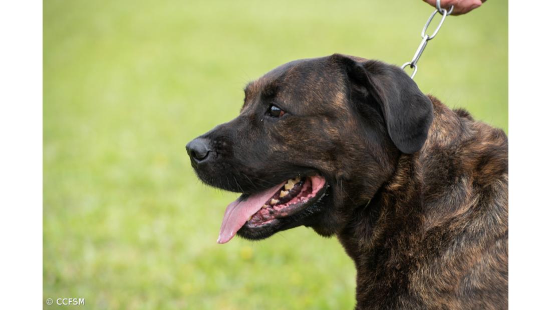 Segundo estudo genético à raça do Cão de Fila de São Miguel está em marcha  – Imagem 2