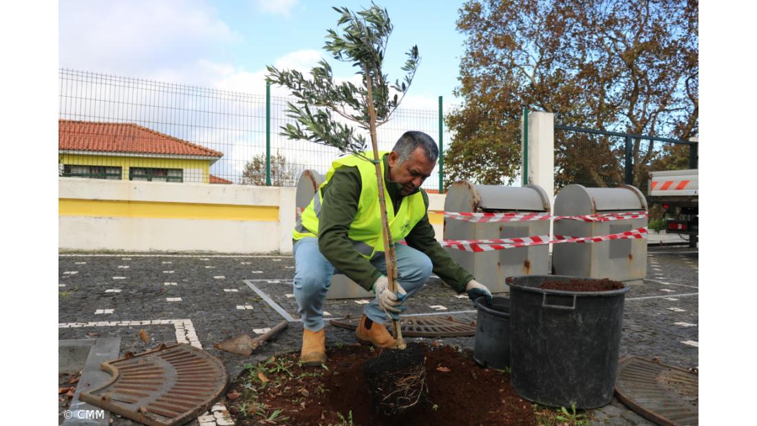 Primeiro pomar urbano dos Açores nasce na Madalena