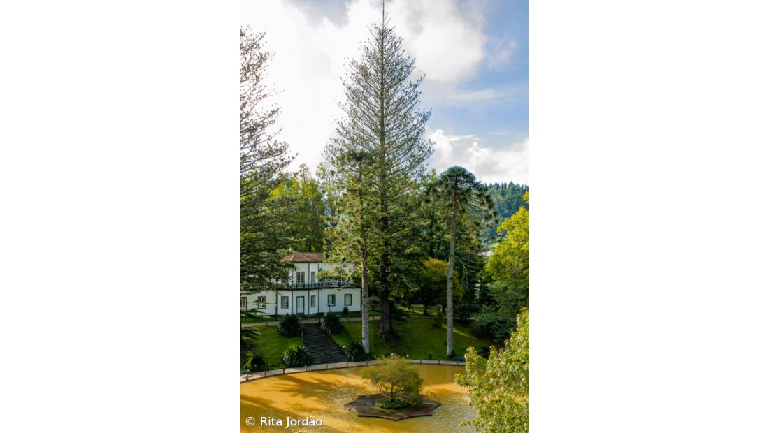 Árvore centenária do Parque Terra Nostra em concurso nacional 