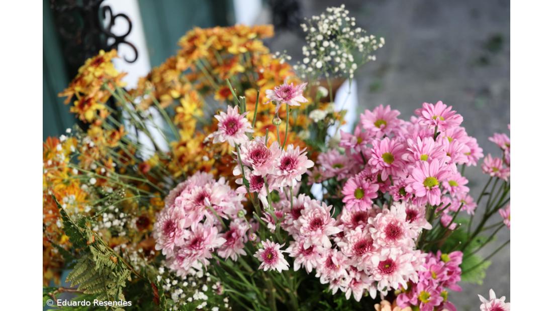A corrida das flores e dos voluntários no Senhor Santo Cristo (Com Fotos) – Imagem 3