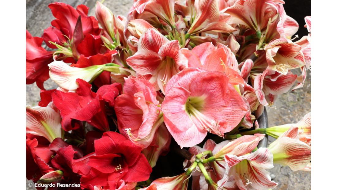 A corrida das flores e dos voluntários no Senhor Santo Cristo (Com Fotos) – Imagem 6