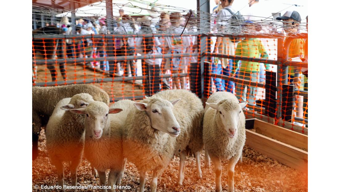Milhares de crianças invadiram a Feira Agrícola (Com fotos) – Imagem 10