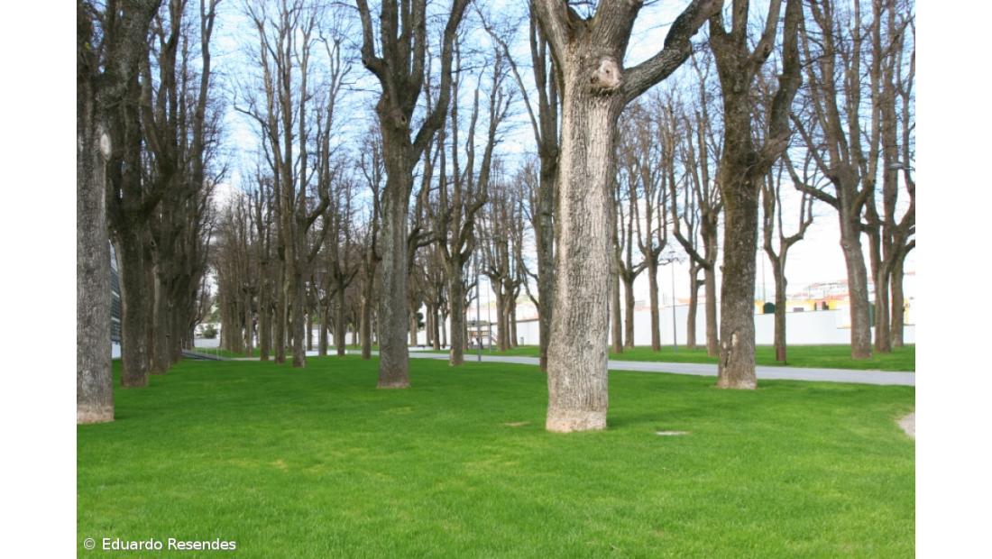 Festival junta divulgação cultural à solidariedade em Ponta Delgada