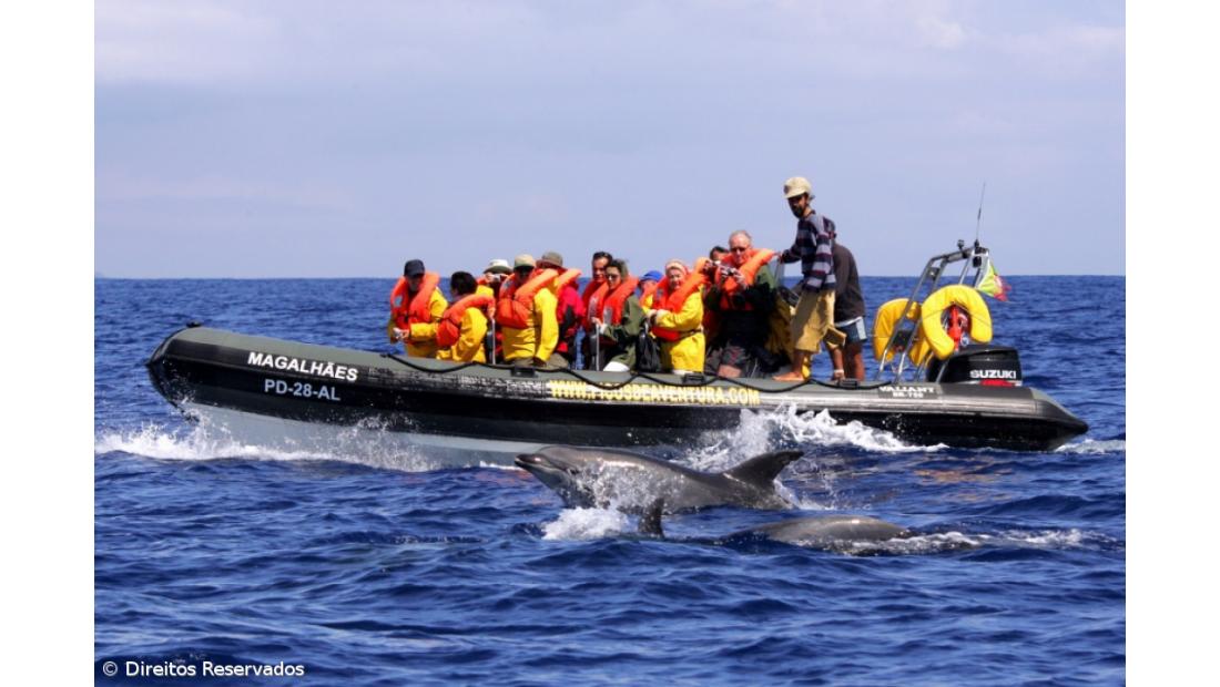 Associações de Whale Watching alertam Governo para fiscalização