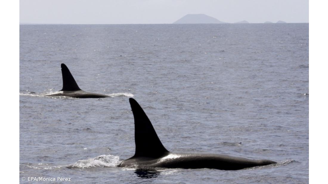 Conferência internacional de cetáceos em Portugal em 2013