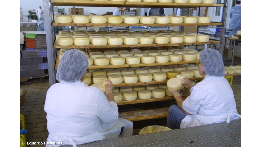 Produção de queijo aumentou 7,3% até agosto