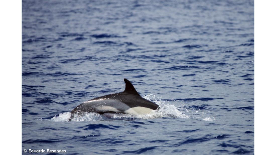 Universidade dos Açores tem único curso de Operador Marítimo-Turístico