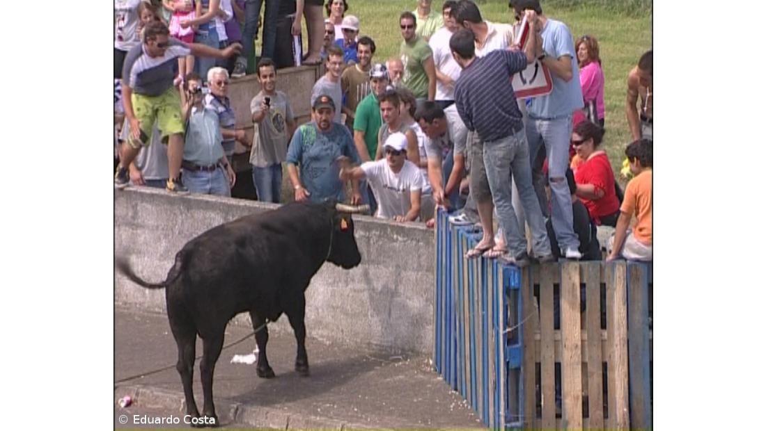 Touradas à corda têm duração máxima de três horas
