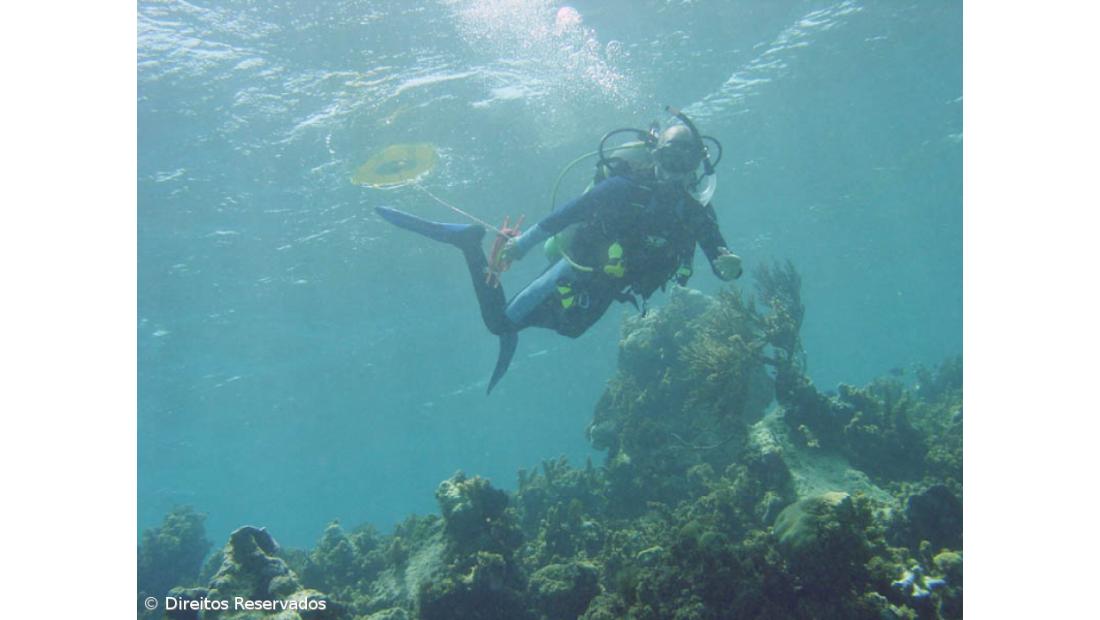 Associação de Mergulho nos Açores quer regras mais apertadas para evitar massificação