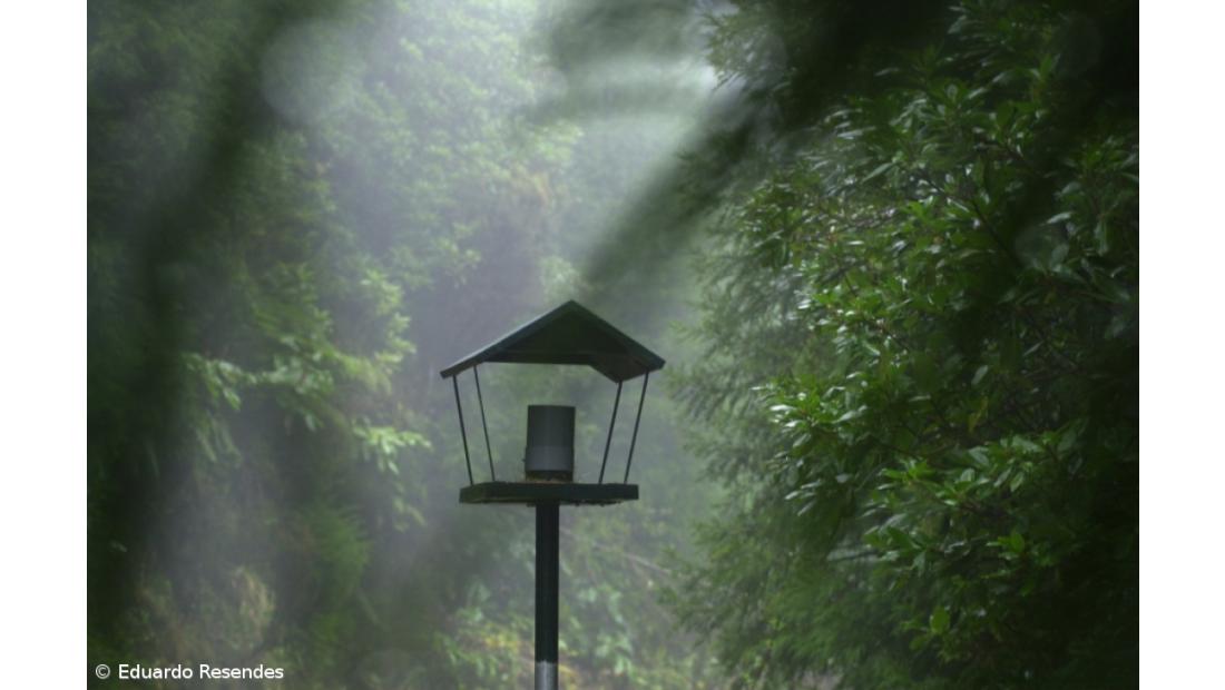SPEA promove passeio ao ponto mais alto da ilha