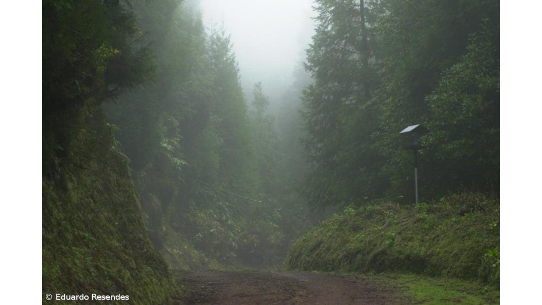 Ecologistas criticam provas automobilísticas no habitat do priolo