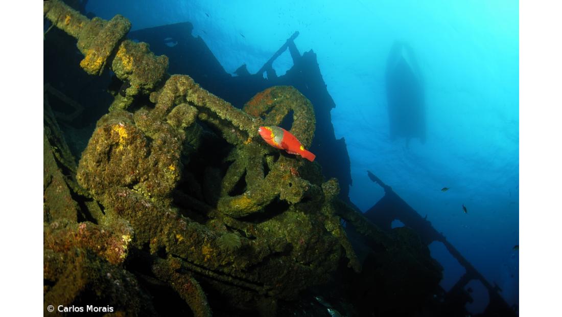 Guia do património subaquático para atrair mais visitantes
