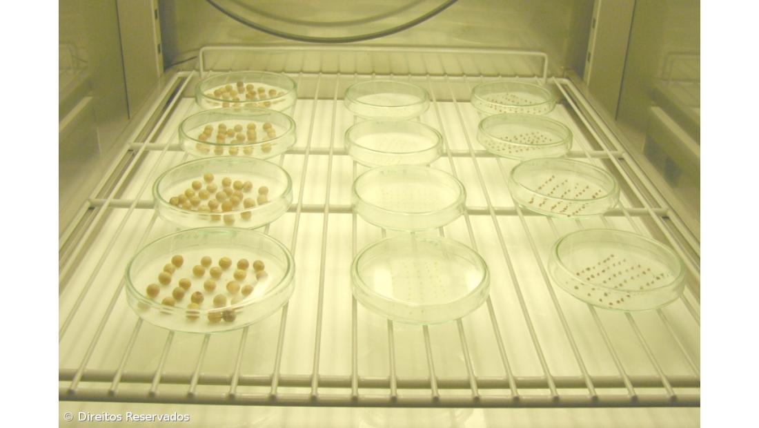 Crise de dispersão de sementes pode afetar futuro das plantas na Europa