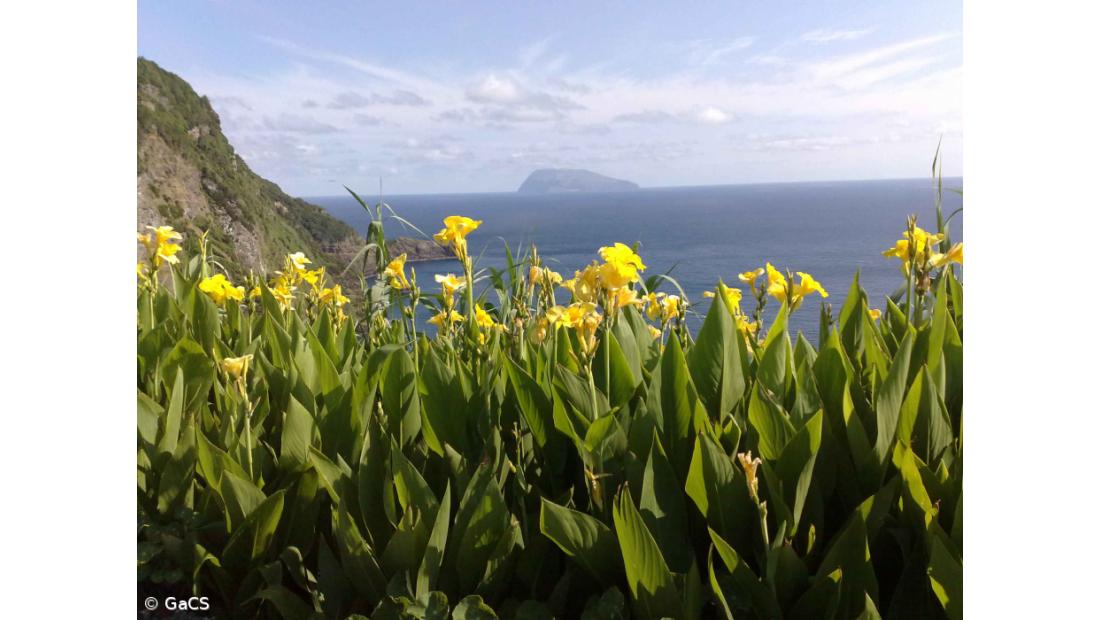 SPEA promove recolha de sementes endémicas para salvar floresta laurissilva
