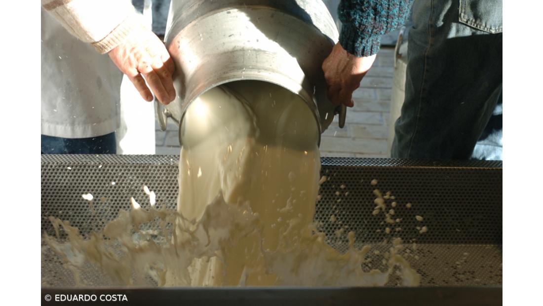 Produção de leite nos Açores cresceu 1,19% nos primeiros nove meses do ano