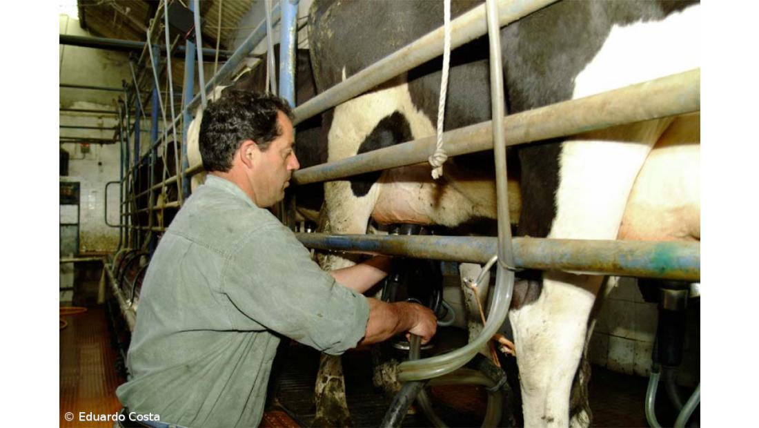 Preço do leite fecha vacarias e distribuição tem que "acordar", diz Aprolep