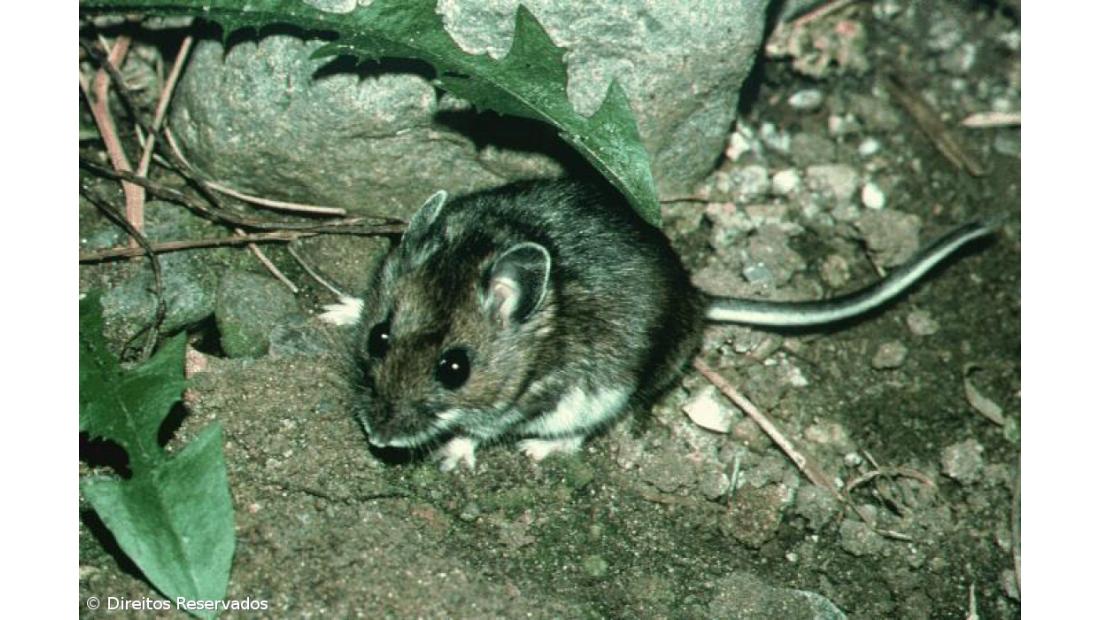 Ratos são praga em São Miguel