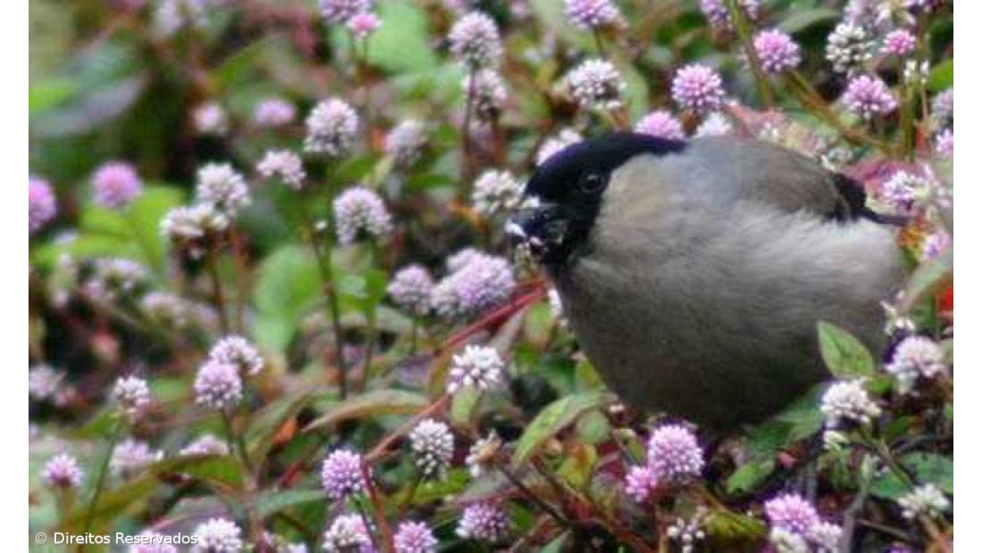 EuroBirdwatch organiza várias atividades de observação de aves