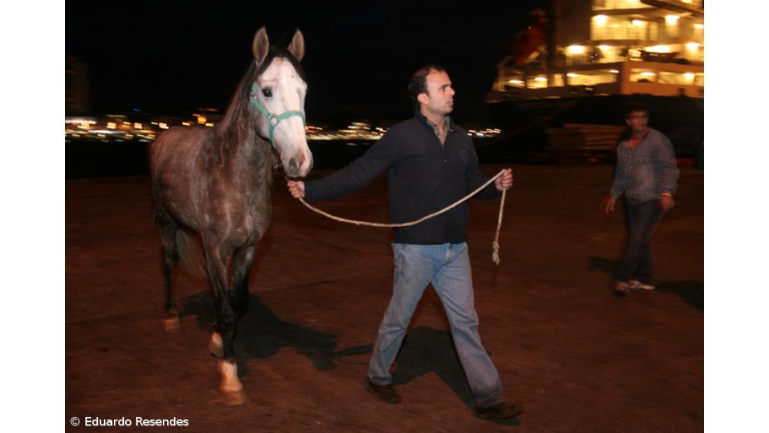 Titan exige 130 mil dólares  para libertar cavalos 