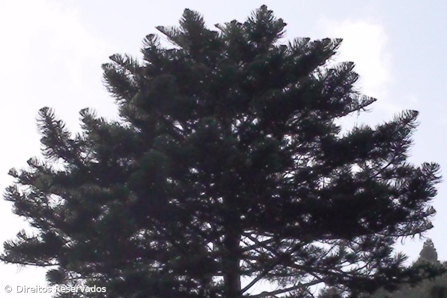 Maior Araucária da Europa está na Lagoa das Furnas – Imagem 1
