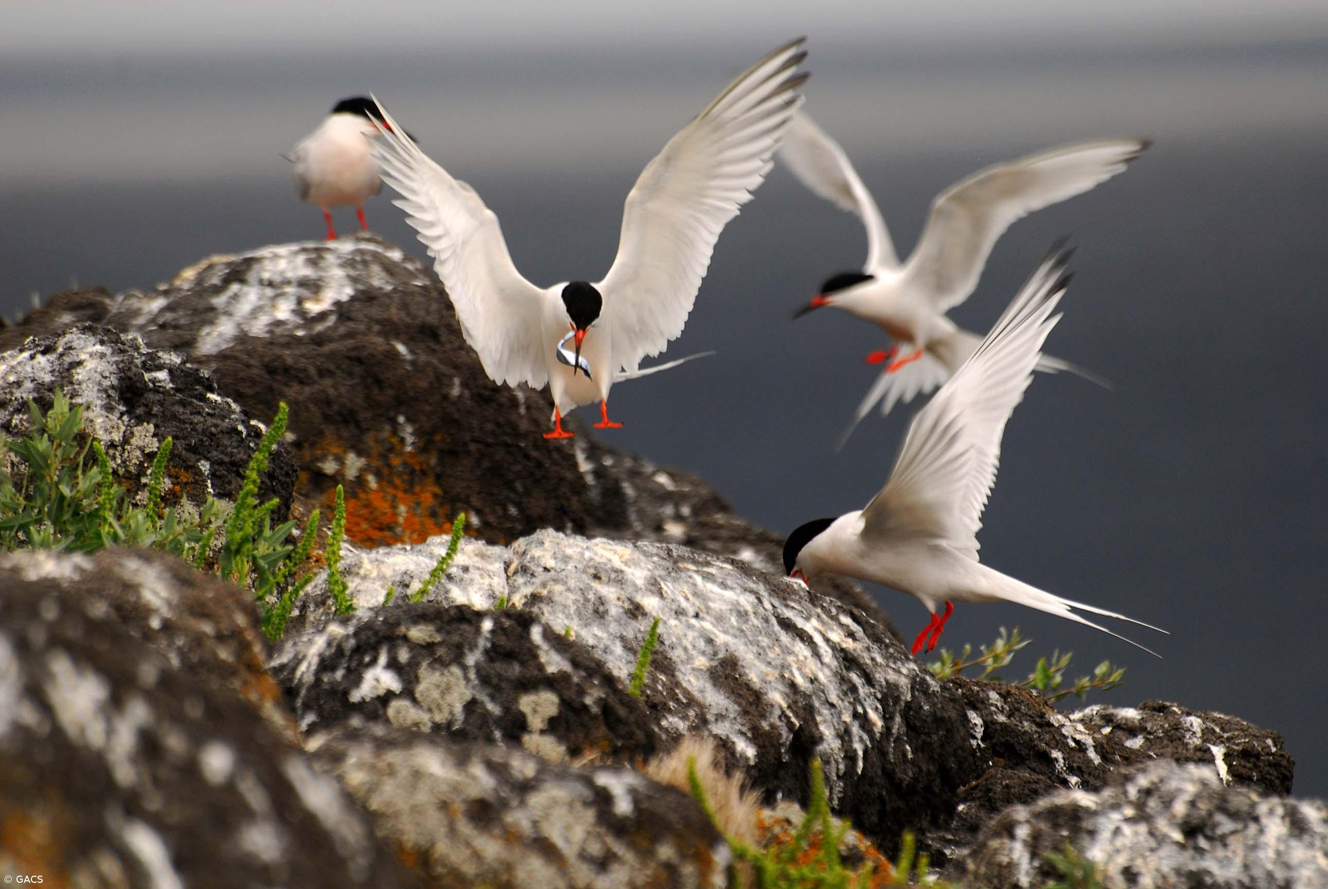 Censo de garajaus regressa aos Açores – Imagem 1