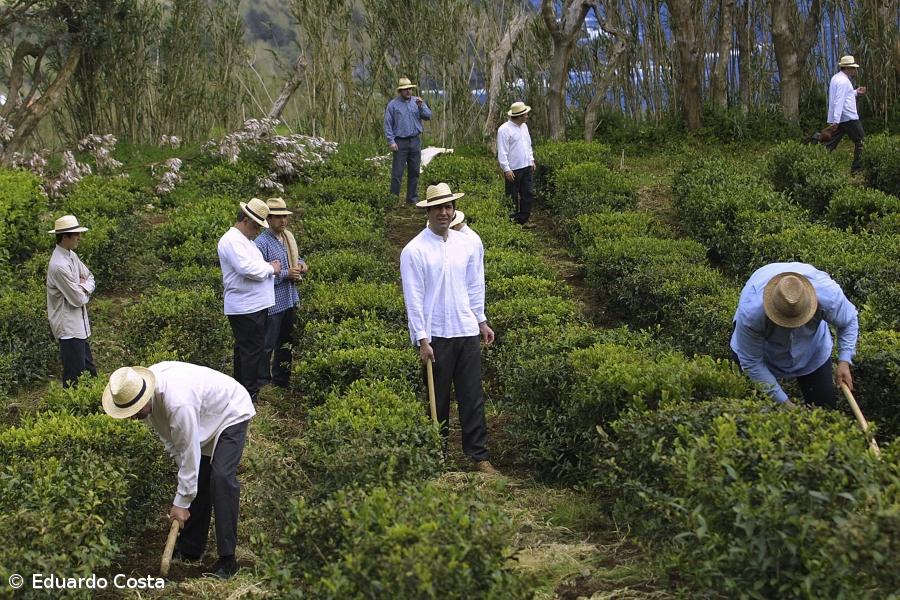 Colheita de chá na Fábrica do Porto Formoso – Imagem 1