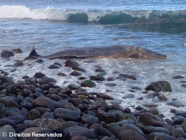 Cachalote deu à costa morto junto à Fajã do Araújo no Nordeste – Imagem 1