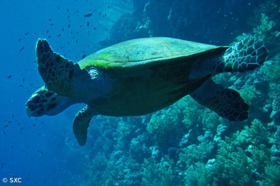 Tartarugas gigantes das Galápagos preferem comer plantas invasoras – Imagem 1