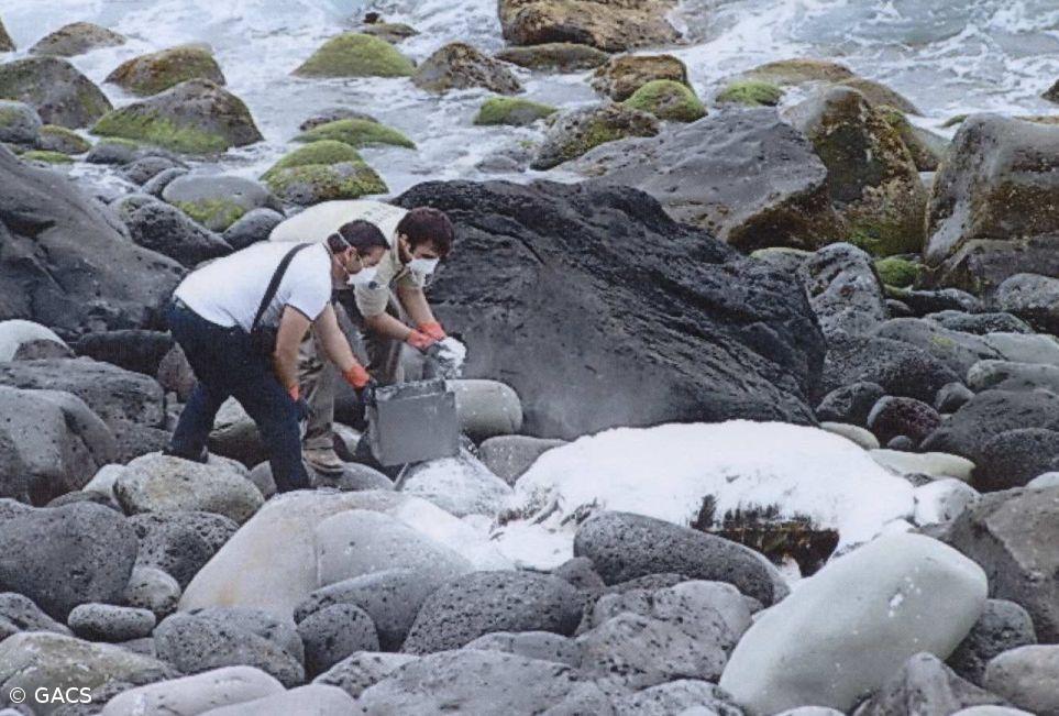 Tartaruga gigante aparece morta na costa das Feteiras – Imagem 1