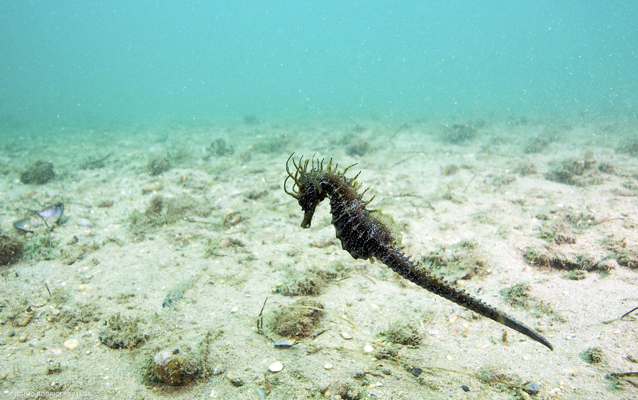 Zonas húmidas podem ajudar a reduzir antibióticos presentes nas águas – Imagem 1