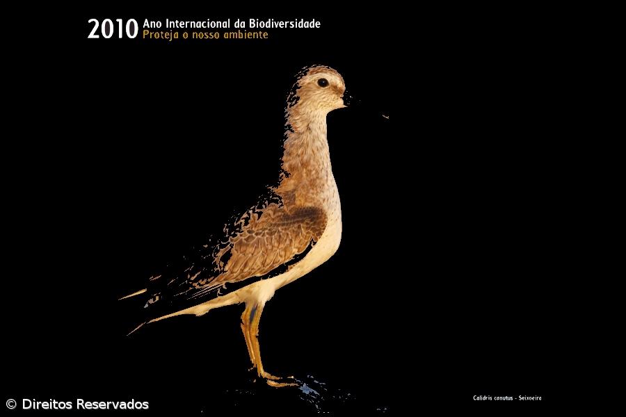 Exposição "Aves nos Açores" no Hotel Marina Atlântico – Imagem 1