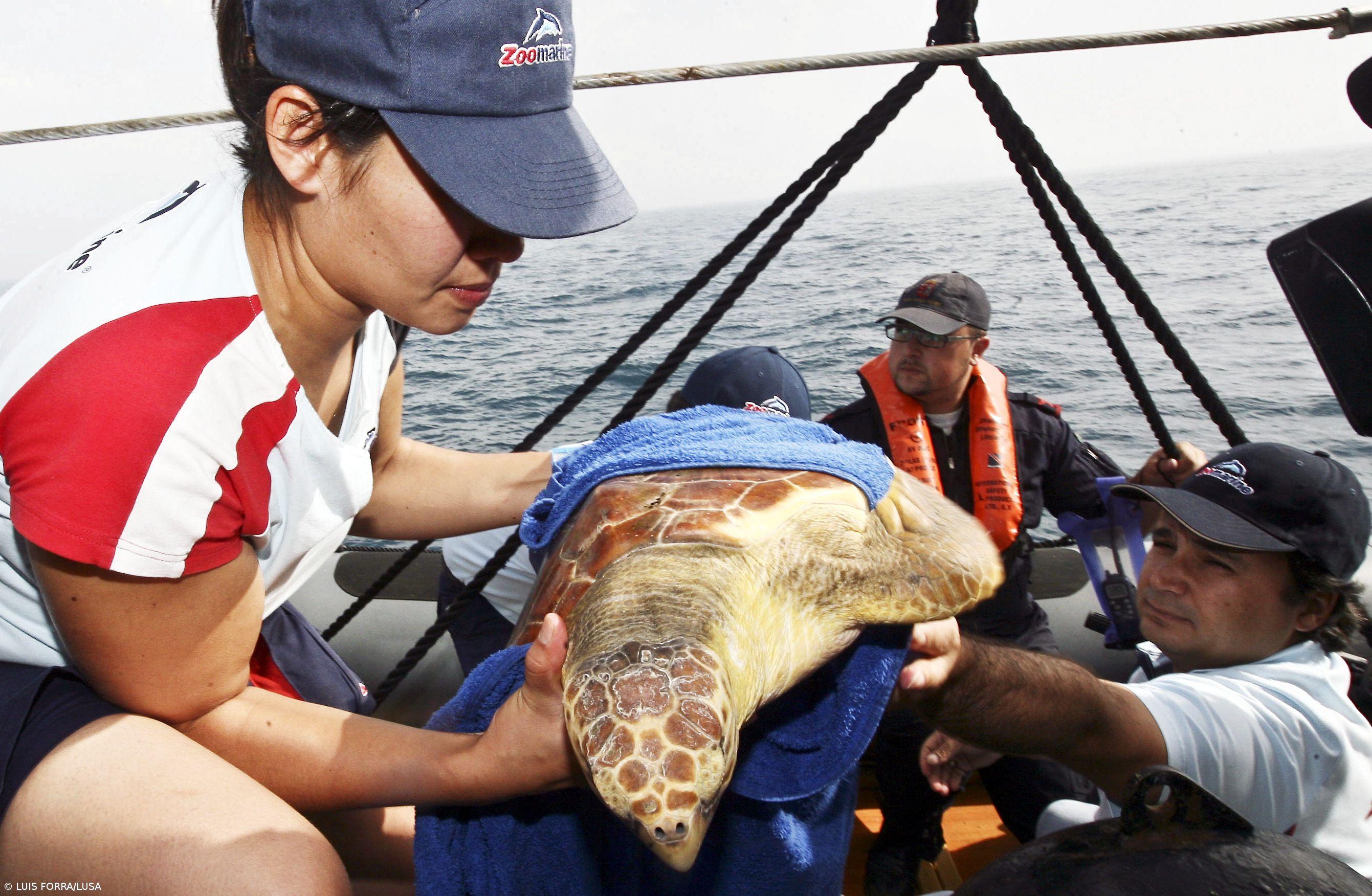 Tartarugas devolvidas ao oceano depois de salvas por pescadores – Imagem 1